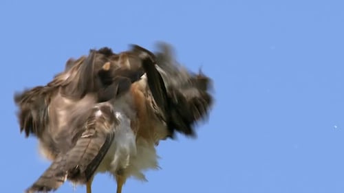 Close up slow motion: Swainson's Hawk fluffs feather plumage, blue sky
