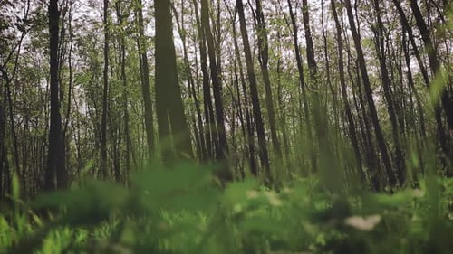 View from forest floor along some grass overlooking trees in the background