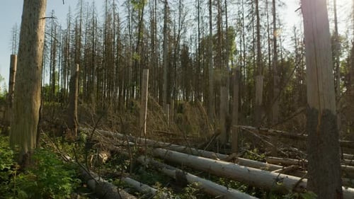 Dead dry spruce trunks and branches in forest hit by bark beetle in Czech countryside