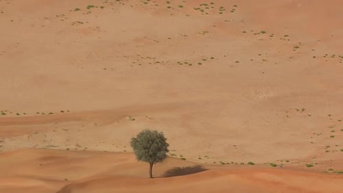 single tree in the arabian desert with zoom out