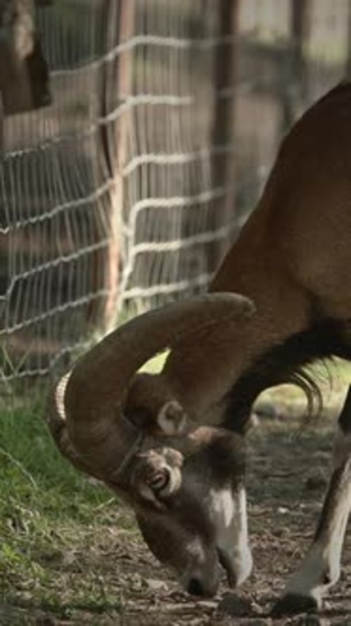 Une chèvre solitaire explore ses