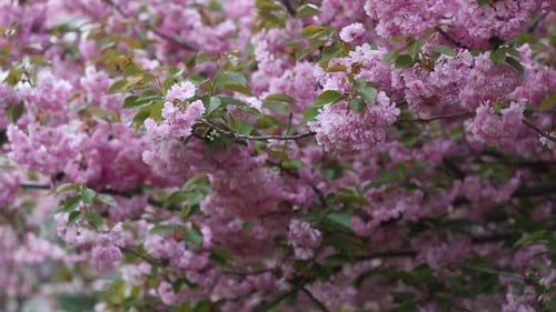 Sakura Cherry Tree Flowers On A Wind 2