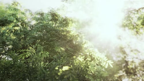 Des rayons de soleil traversent les arbres dans la forêt brumeuse