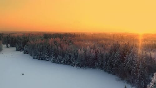 4K Snowy Forest In Winter Frosty Day. Blue And White Frost. Aerial View Above Amazing Pines During M