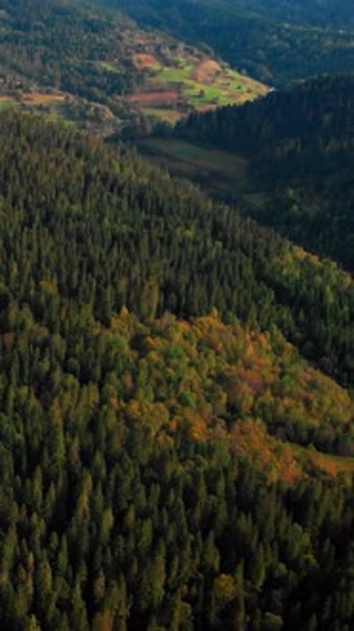 Flying above Ukrainian Carpathian mountains with pine tree forest.Vertical video
