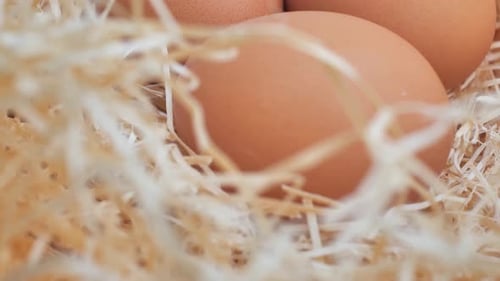 Organic Fresh Eggs on Straw