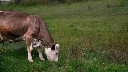 Milk cow eating grass on green meadow. Brown cow grazing fresh grass on pasture.