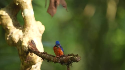 Martin-pêcheur à oreilles bleues calme perché sur une branche d'arbre le matin