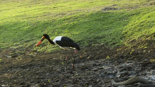 A saddle-billed stork wades across a lush meadow with some marshy areas. Stork shakes its head, prob