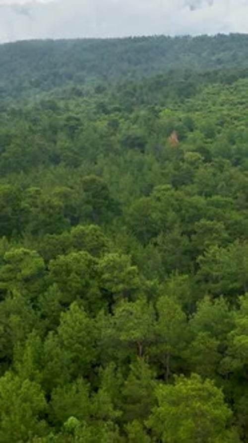 Vidéo verticale : Perspective aérienne d'un paysage vert rafraîchi par la pluie : Exploration Cinématographique de la nature