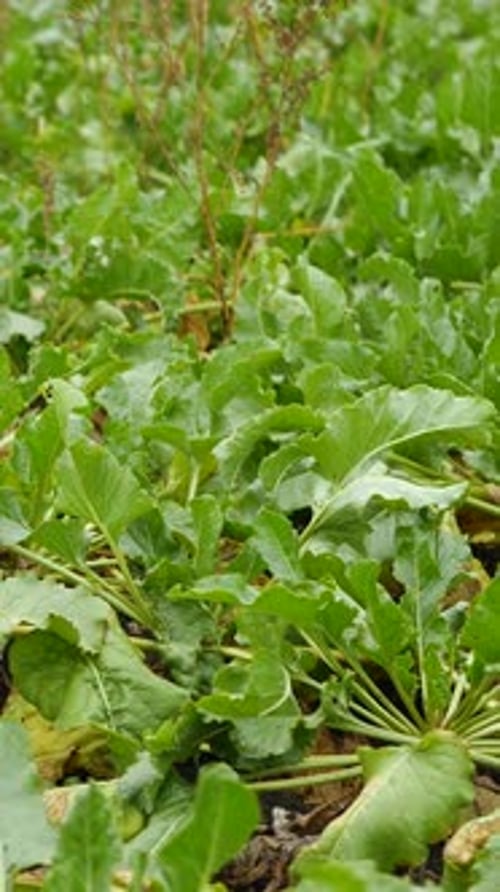 Ripe Sugar Beet on Agricultural Rural Field