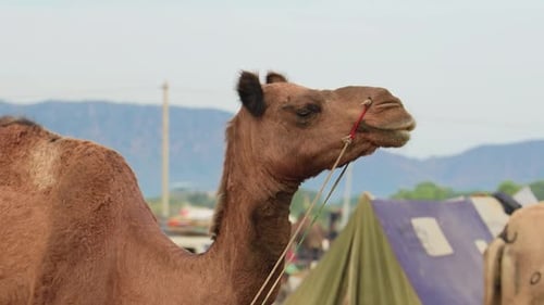 Camels at the Pushkar Fair, also called the Pushkar Camel Fair or locally as Kartik Mela is an