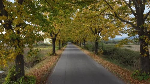 Autumn road with yellow foliage trees aerial view