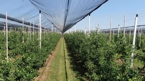 Camera span through the aisle of the apple orchard on a sunny day, 4k