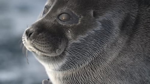 Close Up Portrait of Seal Resting on Shimmering Floating Ice Block in the Ocean