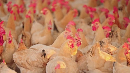 Scene of free-range chickens foraging in the countryside 19