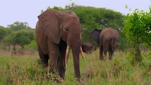 A herd of elephants feeds in a meadow during a drought in Africa.
