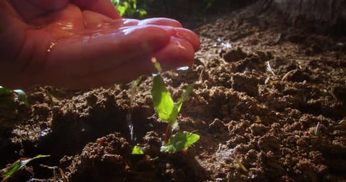 A Farmer Hand Water Green Sprout