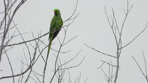 Parrot in tree UHD MP4 4k .
