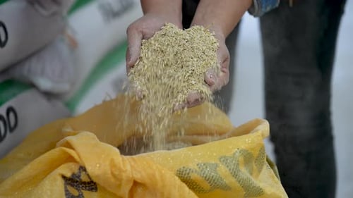 Forage in the hands of a farmer close-up. Mixed feed spilled in female farmer's hands.
