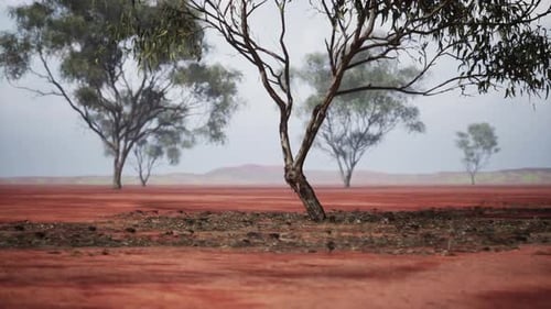 Red Earth and Sparse Trees in the African Savanna Under a Cloudy Sky