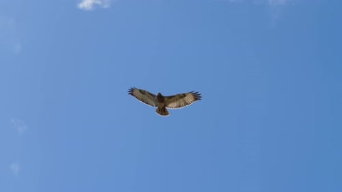 Majestic Hawk Soaring in a Blue Sky