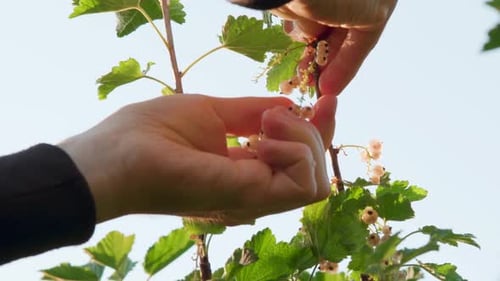 Man collecting berries from a white currant bush. Close up