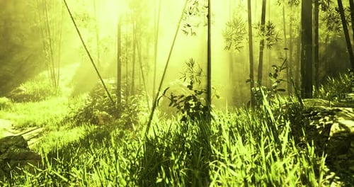 Lush Green Bamboo Forest with Golden Sunlight Filtering Through Trees