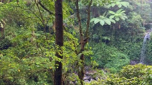 Panoramaaufnahme eines versteckten Wasserfalls, der inmitten eines üppigen grünen Tropenwaldes fließt.