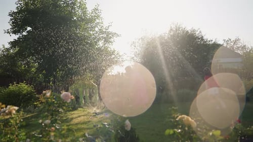 Warm Summer Scene With Vibrant Flower Beds Individual Tending To Blooming Rose Gardens Illuminated