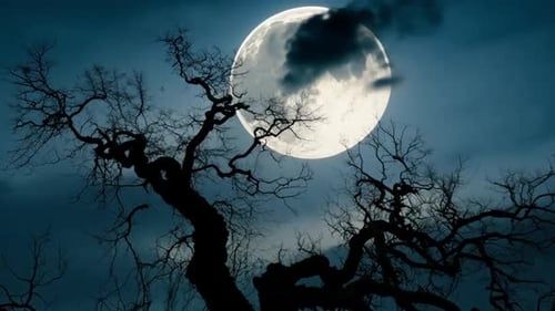 Scary Full Moon Over The Woods