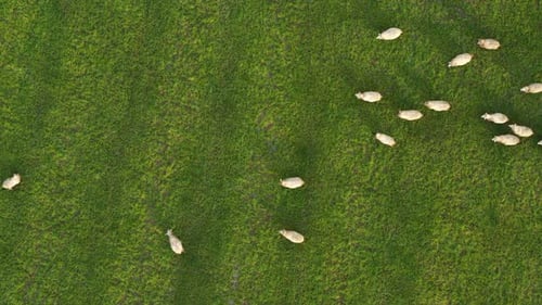 Aerial view of sheep grazing in a field of green grass
