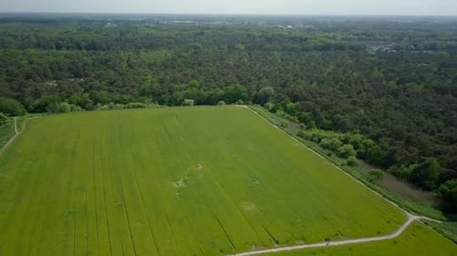 Aerial drone view of the green grass fields near the forest in the Netherlands.
