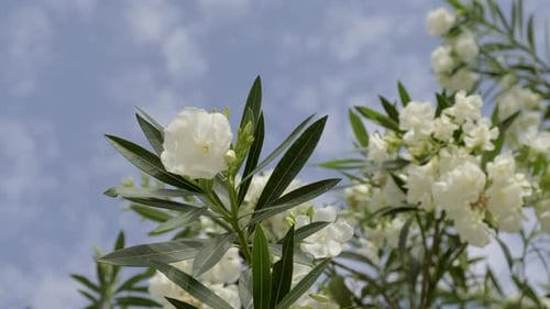 White oleander flower swaying in the breeze, close up