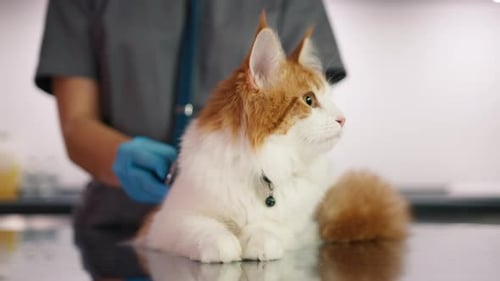 Veterinarian Examining a Cat with a Stethoscope