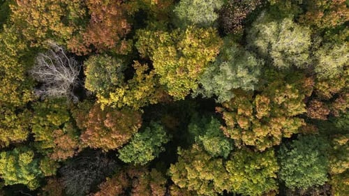 Aerial View of Colorful Autumnal Forest Canopy