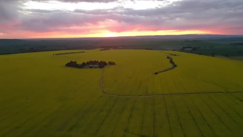 High aerial Panorama view over yellow canola fields during Sunset, Idyllic Landscape