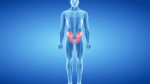 La anatomía de la pelvis humana gira en un clip de movimiento 3D médico