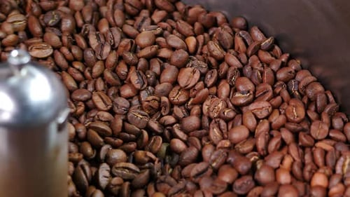 Coffee Beans Being Mixed in Roasting Machine Industrial Processing in Roasting Machine Modern