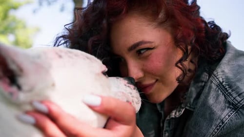 a beautiful white dog of the pitbull breed Staffordshire terrier on a walk in the park the owner