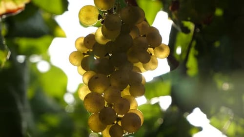 Nice healthy bunch of grapes close up in a vineyard in slow motion and a sun lens flare