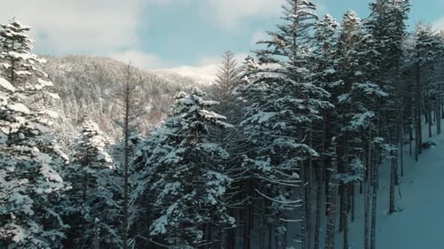 Riding on Ski Lift Between Snow Covered Pinetrees in the Morning POV Shot Winter Vacation Concept