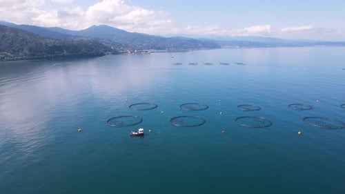 Salmon, Sea Bass And Trout Ponds