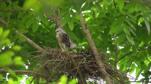 deux poussins d'aigle palombe huppé sont sur un grand arbre soufflant dans le vent