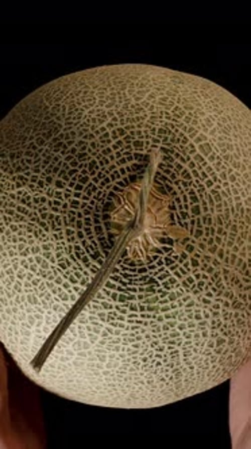 Vidéo verticale. Mains tenant un cantaloup entier vu de dessus, montrant la texture du filet et la tige contre