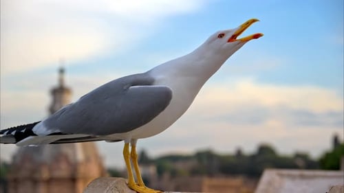Close-up of seagull standing with blurred city view on the background