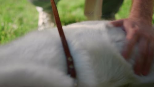 Nahaufnahme eines Mannes, der den Rücken eines flauschigen Hundes mit der Hand berührt. Fröhliches Haustier reibt grünes Gras