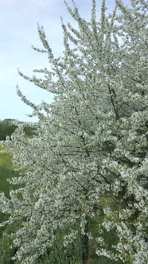 Aerial View of Blooming Trees with White Flowers in Spring