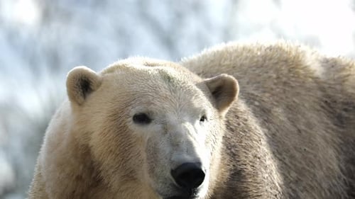 Extreme Closeup Of A Polar Bear In The Wilderness. Ursus Maritimus.