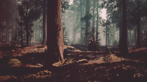 Forêt luxuriante de séquoias avec des arbres majestueux